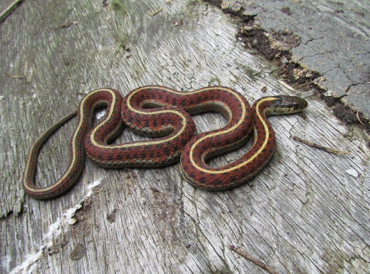 Coast Garter Snake